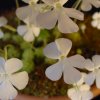 Pinguicula ehlersiae White Flower